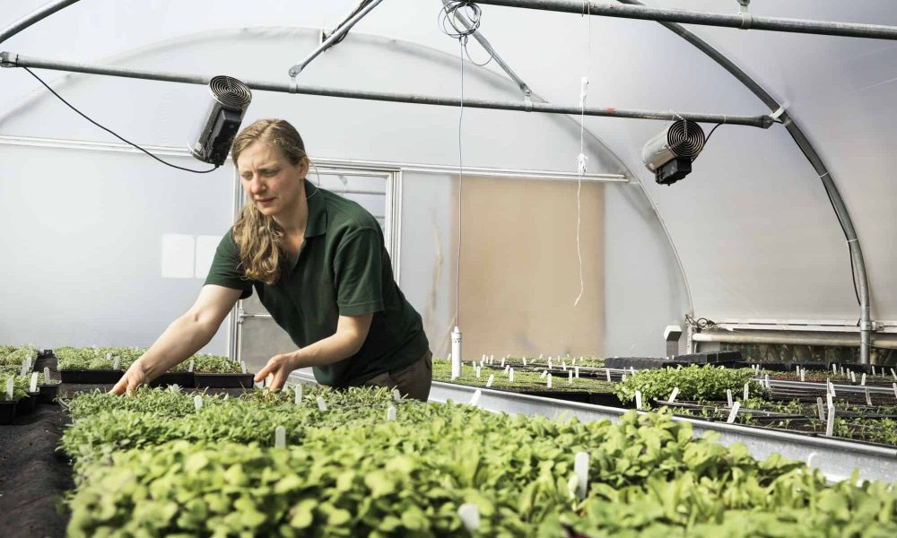A woman gardener working in a polytunnel in a vegetable garden, tending the plants growing on trays.